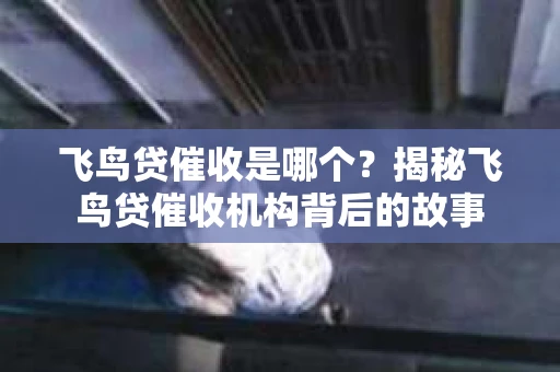 飞鸟贷催收是哪个？揭秘飞鸟贷催收机构背后的故事